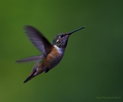 26th Jun 2012 - Baby Hummingbird