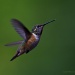Baby Hummingbird by jgpittenger