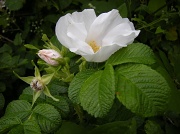 26th Jun 2012 - Wild roses 4