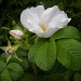 Wild roses 4 by pyrrhula