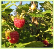 26th Jun 2012 - Raspberries