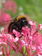 26th Jun 2012 - bee on valerian