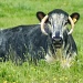 Ram-cow :) by jesperani