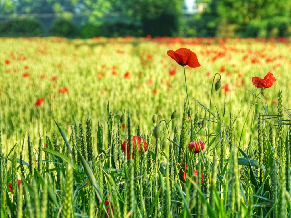wheat field poppies by jantan