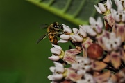 26th Jun 2012 - Milkweed