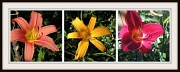 27th Jun 2012 - June Lilies
