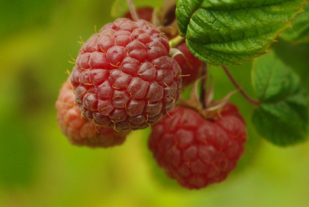 Raspberries by vickisfotos