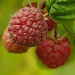 Raspberries by vickisfotos