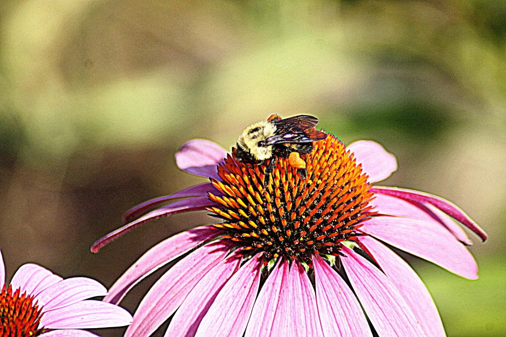 Bee on the Echincea Flower by vernabeth
