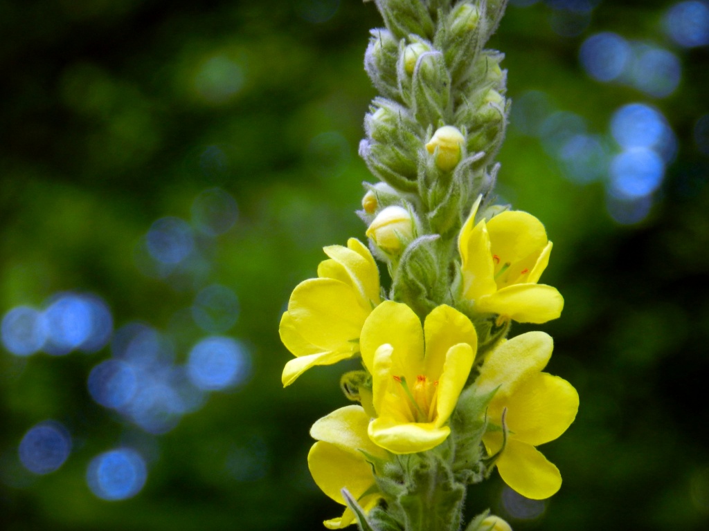 Mullein by paintdipper