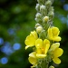 Mullein by paintdipper