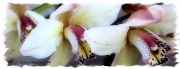 24th Jun 2012 - Orchid