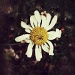 Flower by mattjcuk