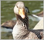 27th Jun 2012 - Greylag Goose