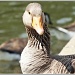 Greylag Goose by carolmw