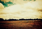 27th Jun 2012 - hay bales