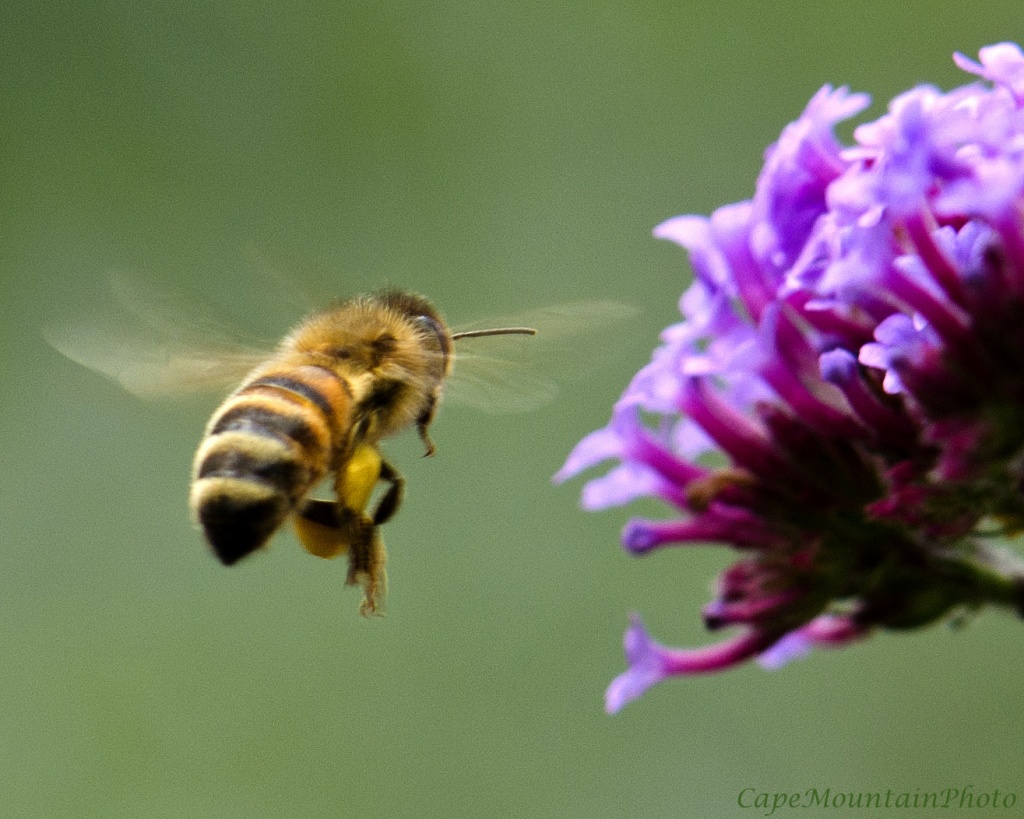 Bee in Flight by jgpittenger
