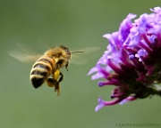 27th Jun 2012 - Bee in Flight