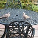 Bird table? by jeff