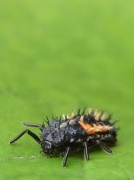 27th Jun 2012 -  ladybird larvae 