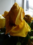 27th Jun 2012 - Death of a rose