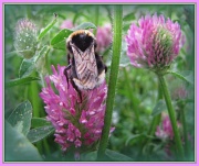 27th Jun 2012 - Giant bumble bee on the clover