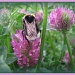 Giant bumble bee on the clover by busylady