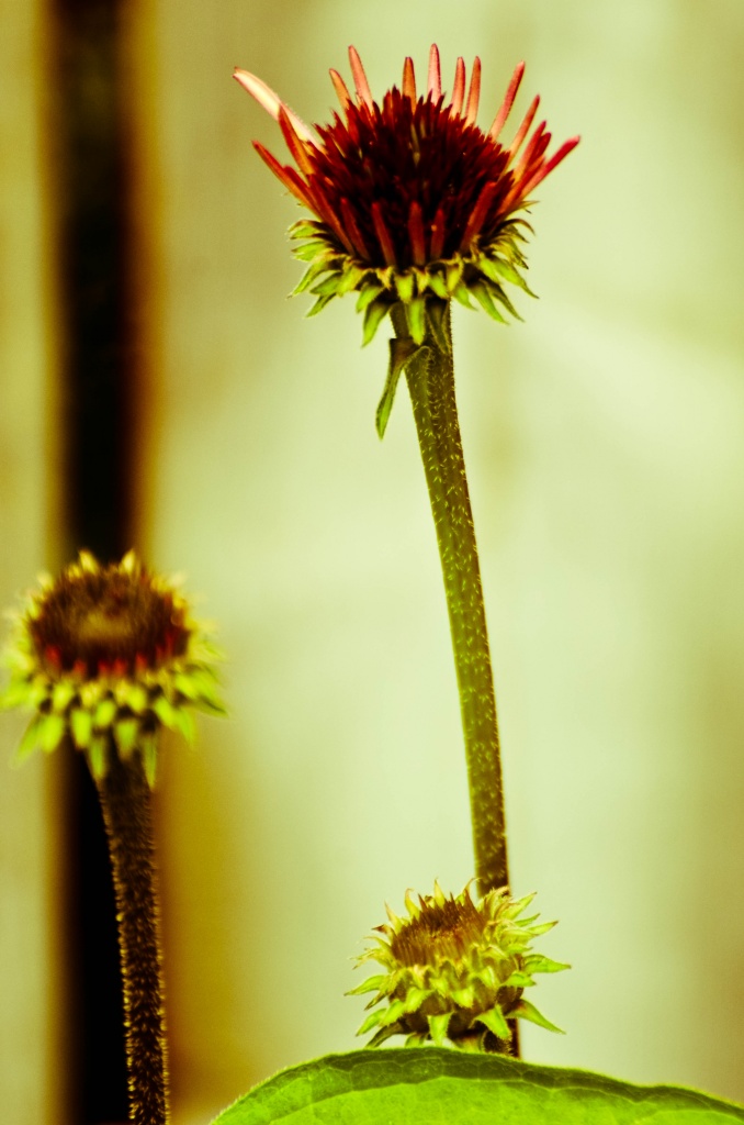 It's time for the echinacea to start blooming already by dora