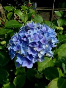 26th Jun 2012 - Hydrangea just started flowering.  
