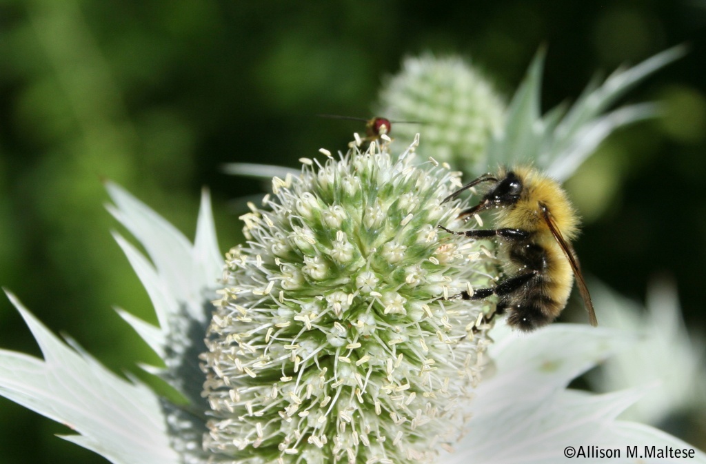 Bee on Sea Holly by falcon11