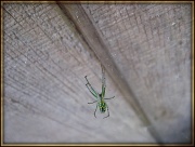27th Jun 2012 - Suspended Spider