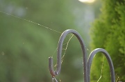 26th Jun 2012 - what a tangled web we weave....