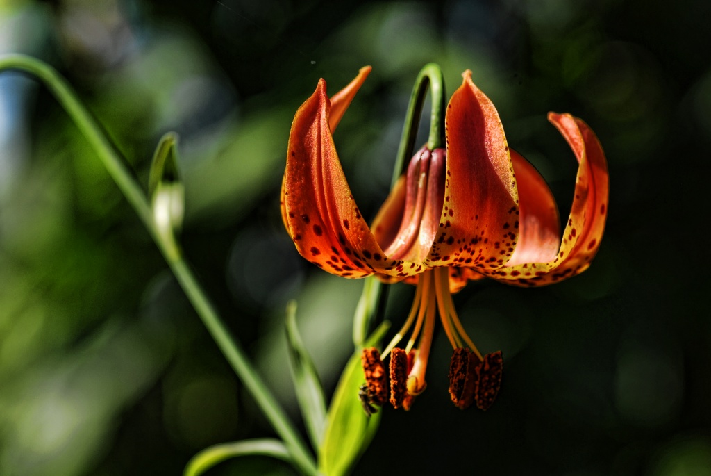 Tiger Lily by lstasel