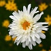Flower Diva by lauriehiggins