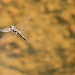 Hovering dragonfly by sugarmuser