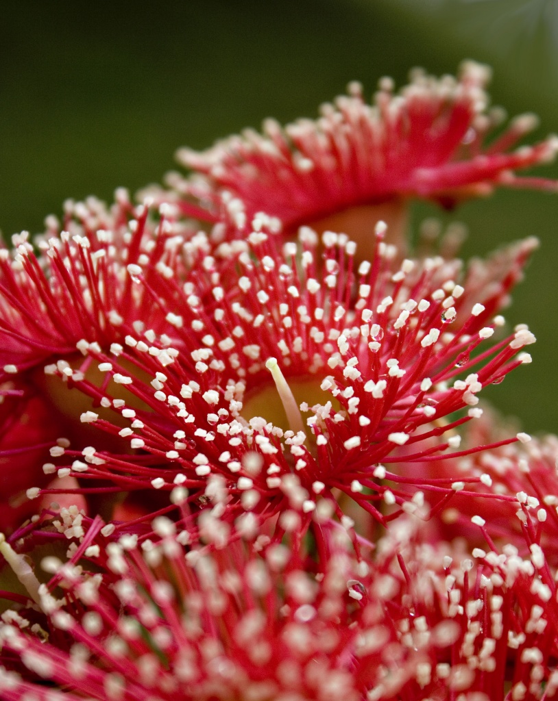 Corymbia "Summer Red" by corymbia
