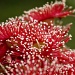 Corymbia "Summer Red" by corymbia