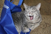 27th Jun 2012 - Yawn!
