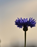 28th Jun 2012 - Blue flower....