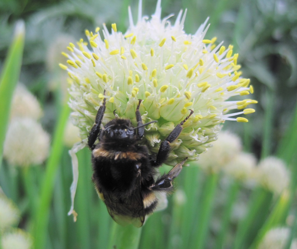bee on a Welsh onion flower by quietpurplehaze