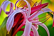 28th Jun 2012 - Tulum Flower 