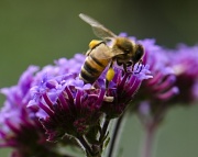 28th Jun 2012 - Bee Lunch