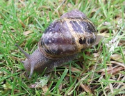 28th Jun 2012 - Good Morning Mr Snail