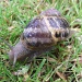 Good Morning Mr Snail by plainjaneandnononsense