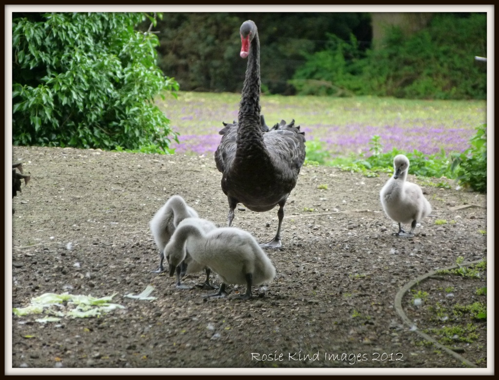 Black swan and babies by rosiekind
