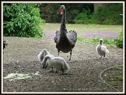 28th Jun 2012 - Black swan and babies