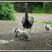 Black swan and babies by rosiekind