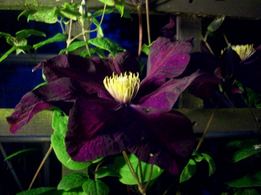 Clematis at night by lellie