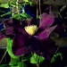 Clematis at night by lellie