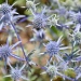 016 sea holly by missbecky